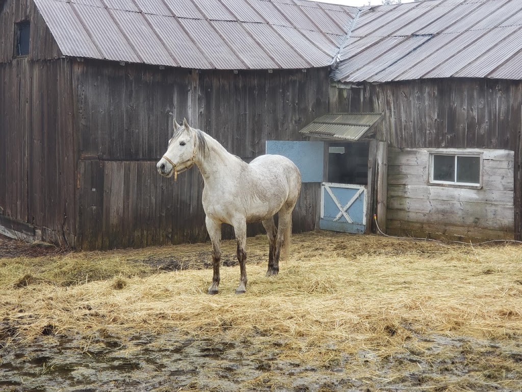 Desert Roots Arabian Horses. | 253 Peters Rd, Colborne, ON K0K 1S0, Canada | Phone: (905) 376-3361