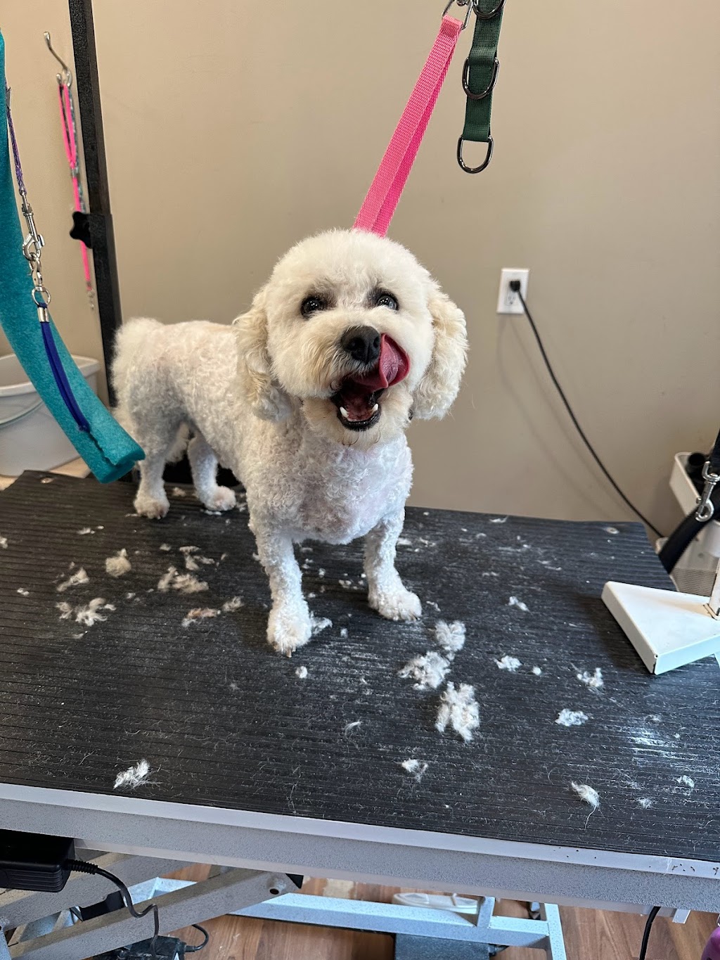 Hot Diggity Dog Grooming Studio | 472 Fowlers Rd, Huntsville, ON P1H 2N5, Canada | Phone: (905) 718-4794