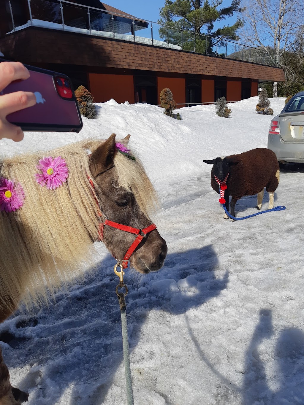 Animation Poney En Fête | #0, Saint-Jérôme, QC J5L 2K7, Canada | Phone: (450) 602-1283