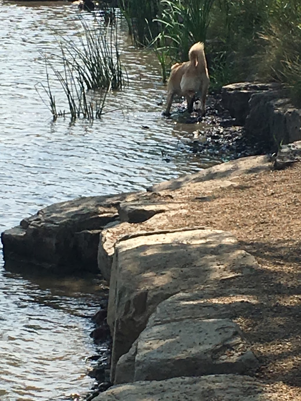 Lacombe Lake Dog Park | 151 McKenney Ave, St. Albert, AB T8N 2T7, Canada | Phone: (780) 458-7700