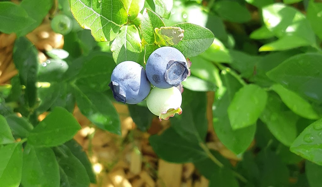 Bleuetière of Palyn Farm | 934 Chem. du Trait-Carré, Saint-Henri, QC G0R 3E0, Canada | Phone: (418) 895-6186