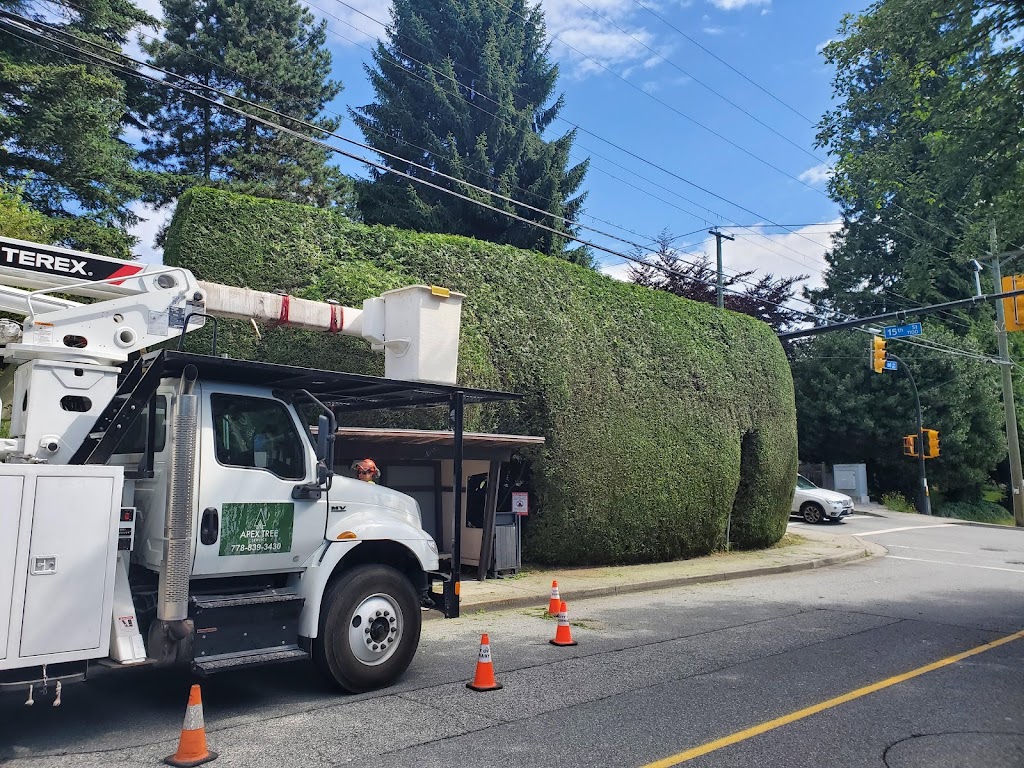 Apex Tree Services | 145 E Kensington Rd, North Vancouver, BC V7N 1P2, Canada | Phone: (778) 839-3430