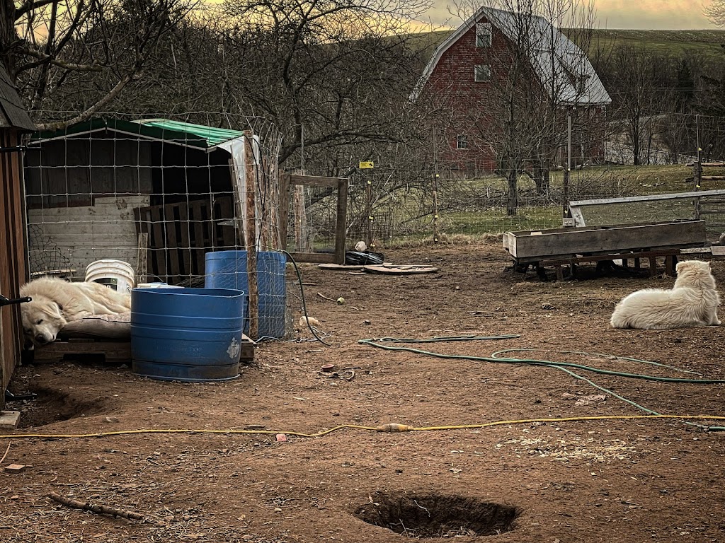 The Crazy Coop House Farm | 2087 Hwy 2, Milford, NS B0N 1Y0, Canada | Phone: (902) 456-7295