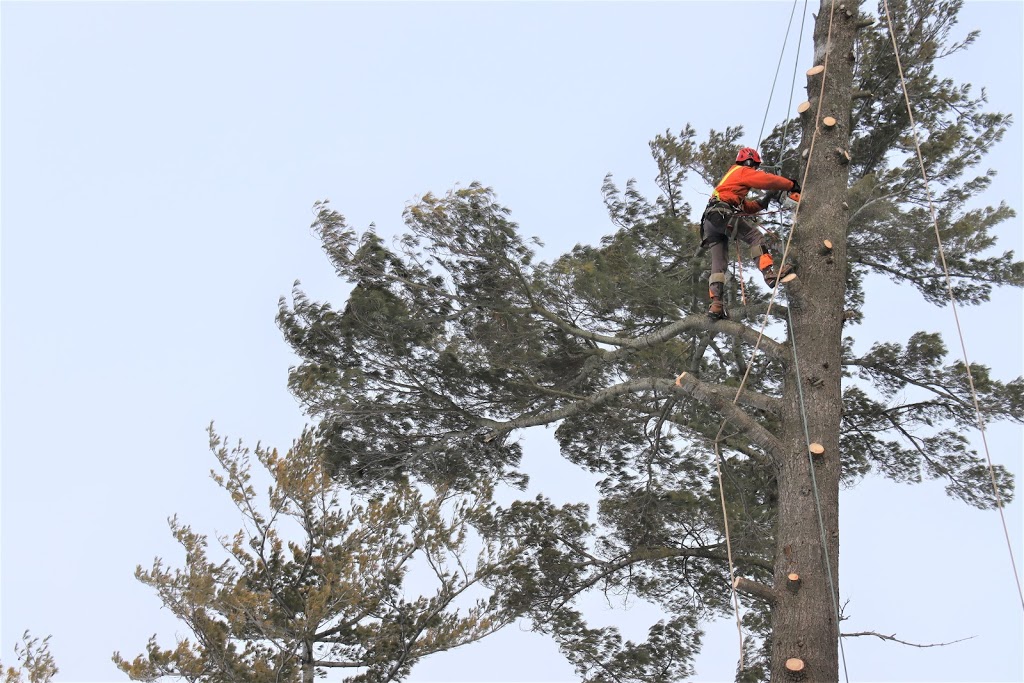 Treescape Certified Arborists | 586 Robinson Rd, Ennismore, ON K0L 1T0, Canada | Phone: (705) 745-1803