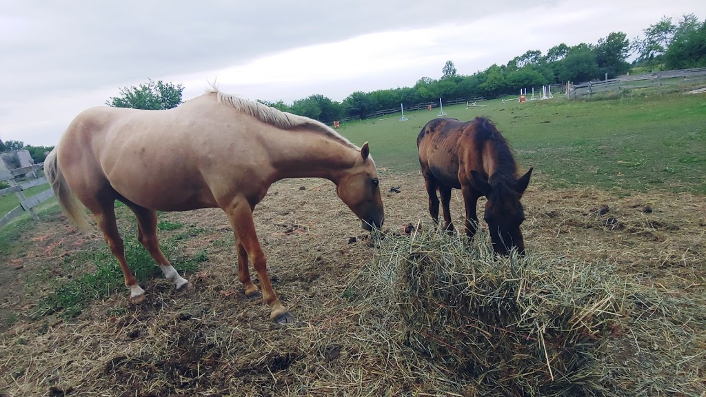 Silver Spur Ranch | 12000 York Regional Rd 27, Kleinburg, ON L0J 1C0, Canada | Phone: (416) 999-5767