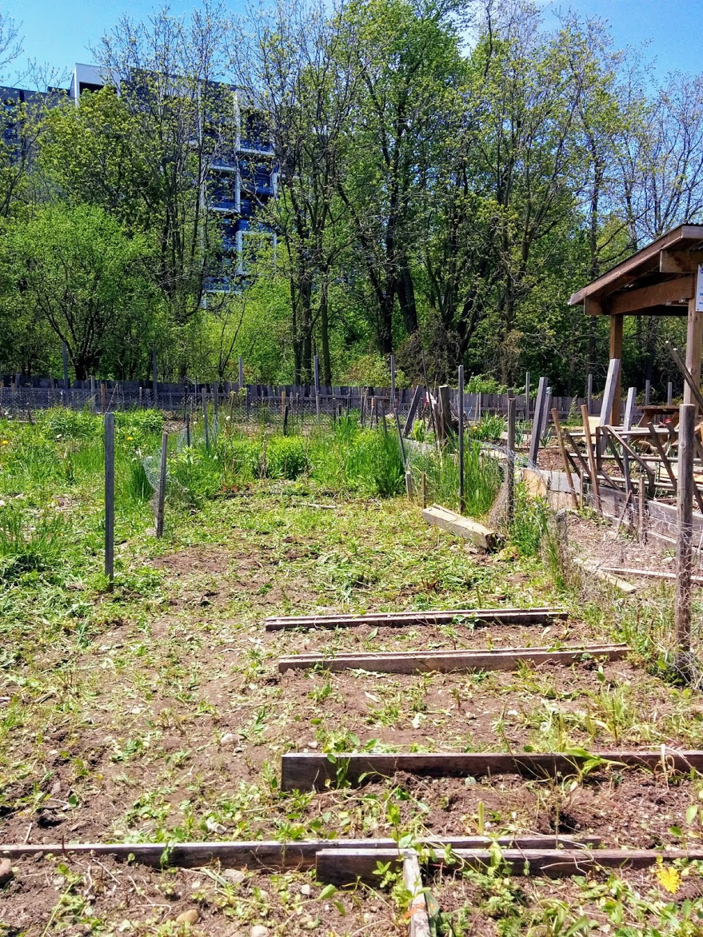 Old Willow Green Community Garden | Cherry St, Kitchener, ON N2G, Canada | Phone: (519) 742-3248