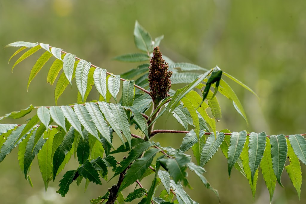 Reveler Conservation Area | 1R0, 14073-14267 Concession 10-11 Rd, Crysler, ON K0A 1R0, Canada