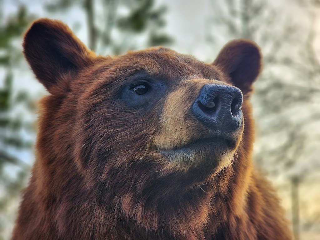 Altitude Taxidermy & Wildlife Artistry | 52048 Range Rd 265, Cardston County, AB T0K 2R0, Canada | Phone: (403) 682-7214