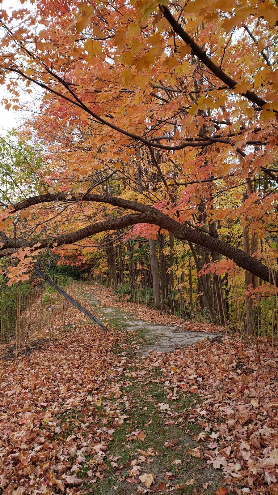 Woodcliff Greenbelt | Woodcliff Greenbelt, Toronto, ON M3B, Canada