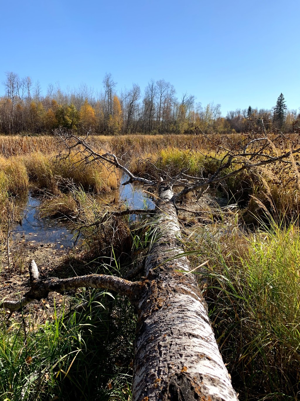 Ministik Lake Game Bird Sanctuary | Unnamed Road, Hay Lakes, AB T0B 1W0, Canada | Phone: (780) 464-7955