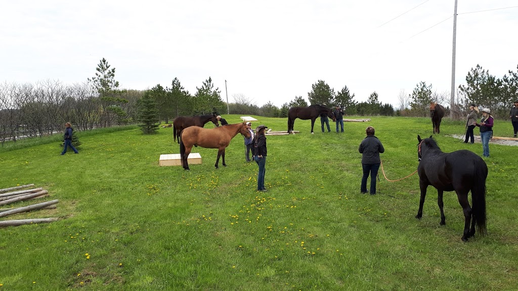 Four Winds Horsemanship Centre | 315 Blue Mountain Rd, Uxbridge, ON L9P 1R3, Canada | Phone: (416) 986-3426