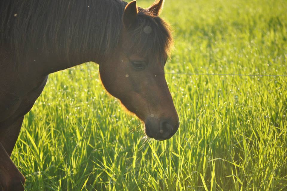 KÉLYA - Psychoéducation et thérapie assistée par le cheval | 153 Rue du Faubourg, Saint-Pacôme, QC G0L 3X0, Canada | Phone: (418) 234-3785