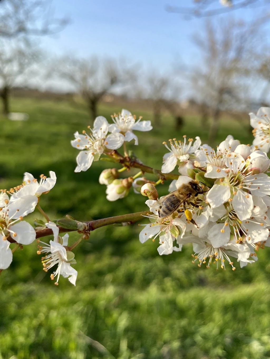 Honey Fields | 962 Line 8 Rd, Niagara-on-the-Lake, ON L0S 1J0, Canada | Phone: (613) 899-6589