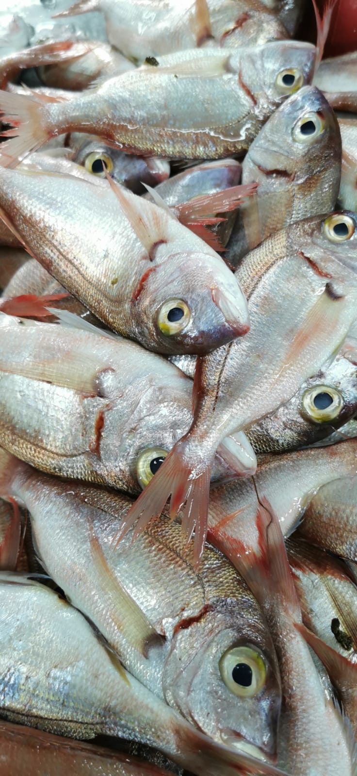 Poissonnerie la fontaine bleue | 6120 Rue Jean-Talon E, Saint-Léonard, QC H1S 1M7, Canada | Phone: (438) 384-7045