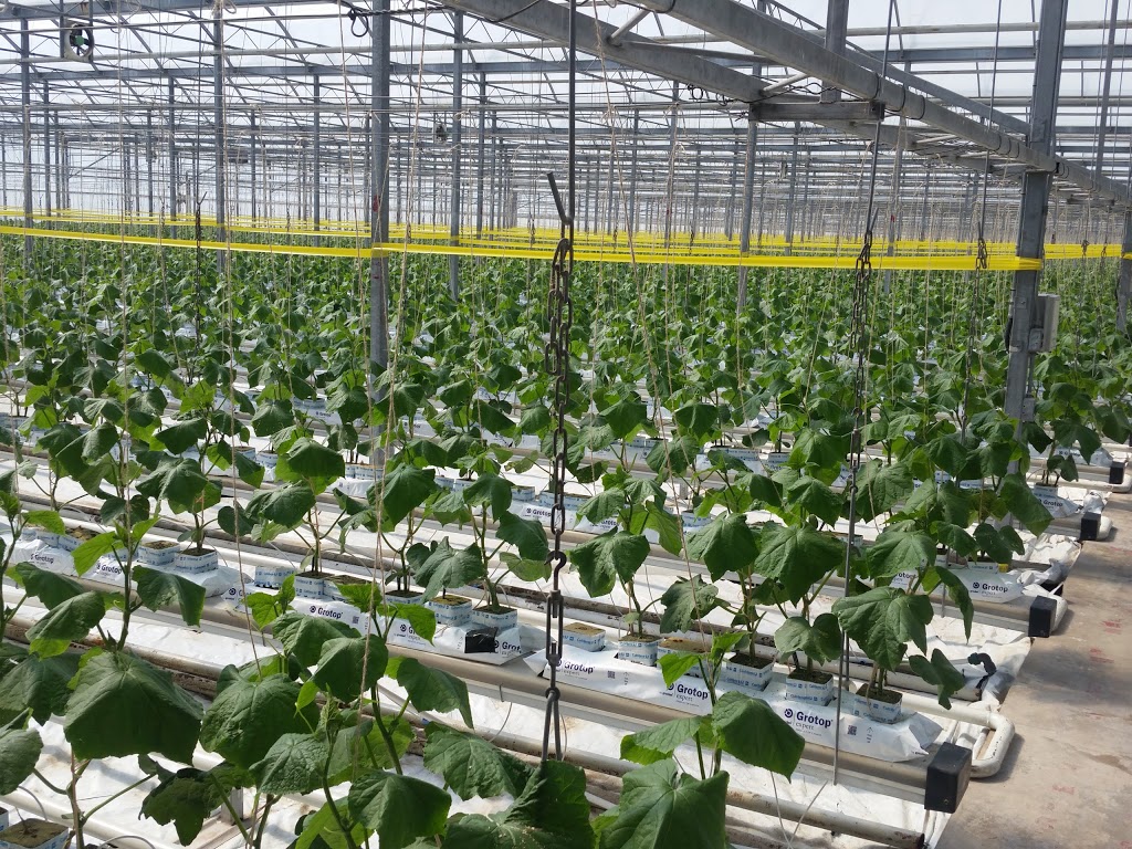 Singh Greenhouses | 629 Safari Rd, Millgrove, ON L0R 1V0, Canada | Phone: (800) 977-5153