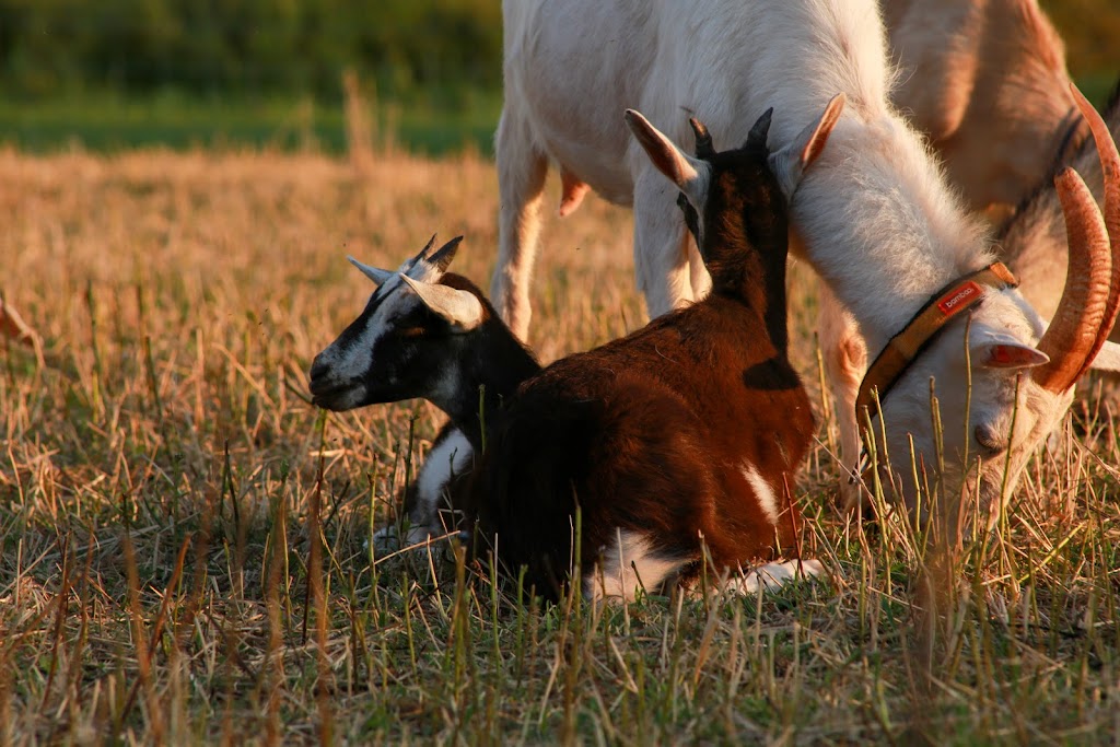 Emerald Isle Goat Creamery and Artisan Cheeses | 1231 Trans-Canada Hwy RR#1, Belle River, PE C0A 1B0, Canada | Phone: (902) 962-3497