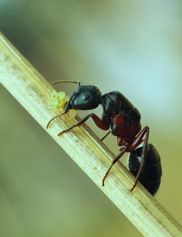 Central Extermination | 6540 Av. Papineau #104, Montréal, QC H2G 2X2, Canada | Phone: (514) 722-2425