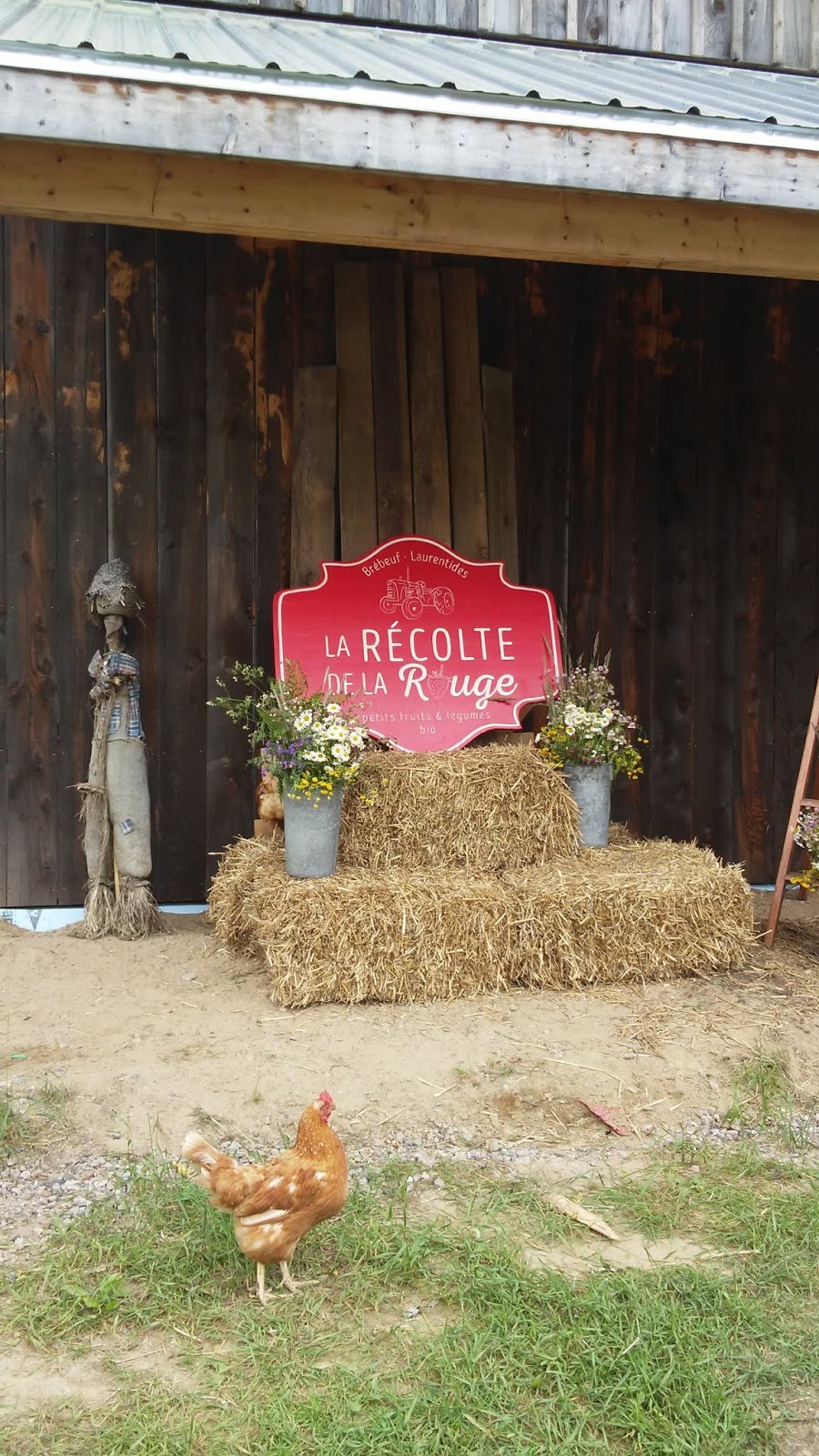 La récolte de la rouge | 191 Rang des Vents, Brébeuf, QC J0T 1B0, Canada | Phone: (819) 307-5282