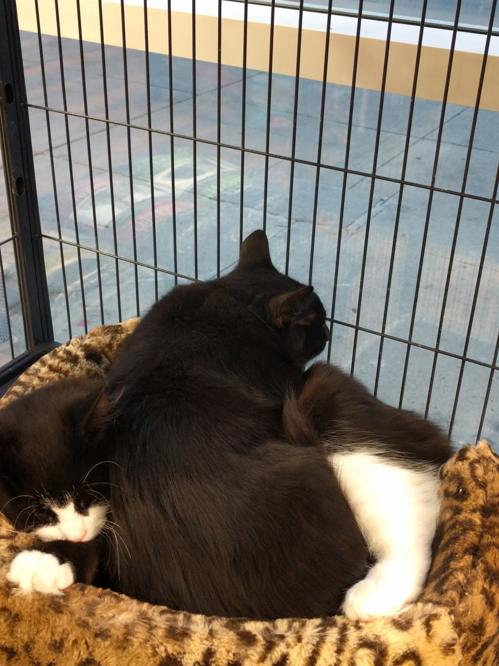 Pet Valu | 2810 Major MacKenzie Dr W, Maple, ON L6A 3L2, Canada | Phone: (905) 303-1172