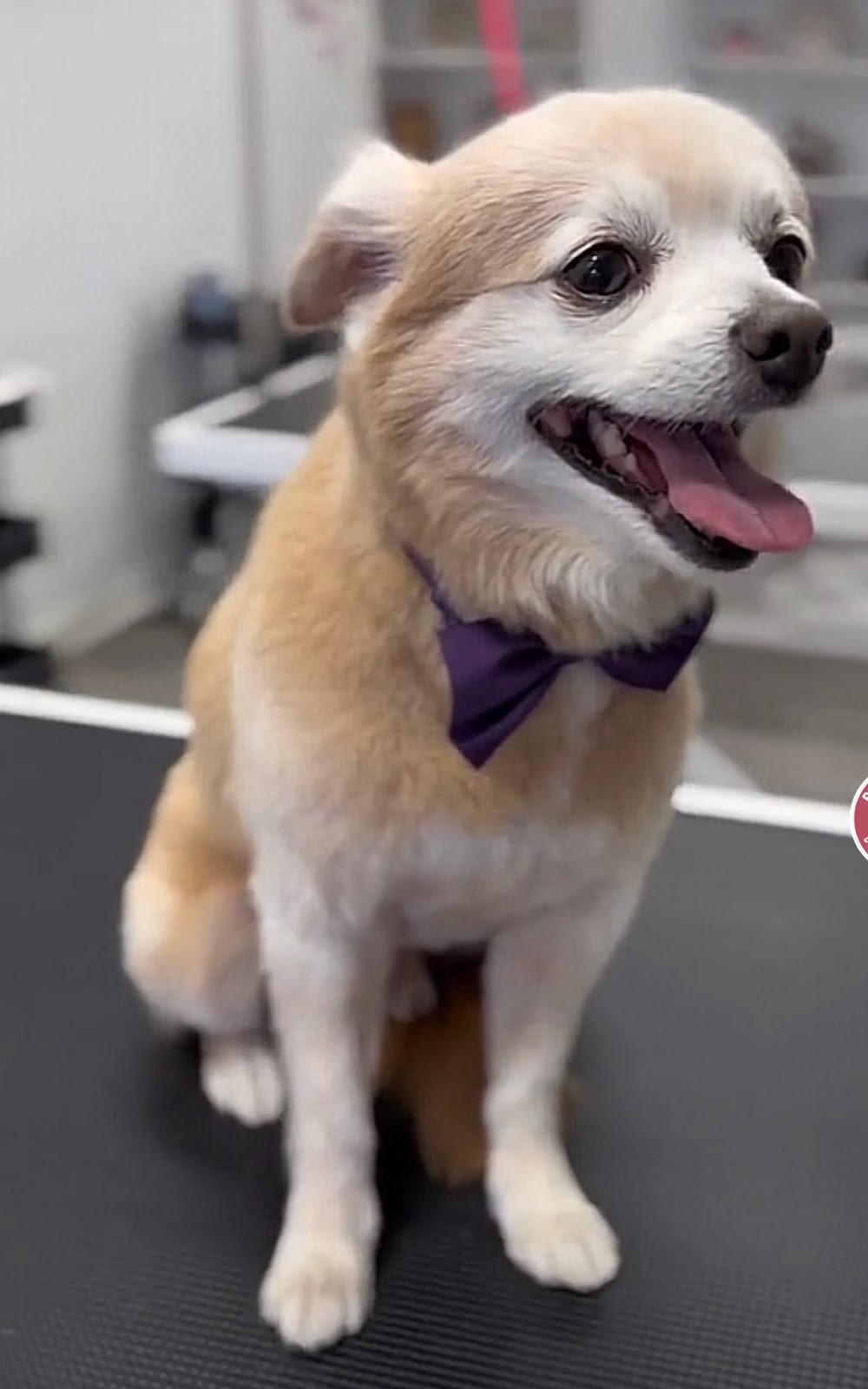 Pawparazzi Dog Grooming and Spa | 125 Hawkview Blvd Unit 5, Vaughan, ON L4H 2E2, Canada | Phone: (416) 948-7040