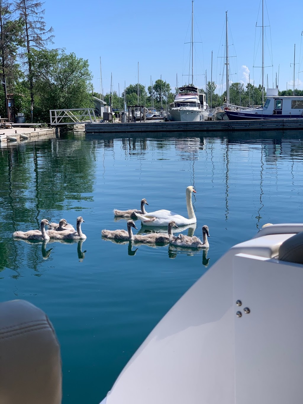 Mimico Cruising Club | 200 Humber Bay Park Rd W, Etobicoke, ON M8V 3X7, Canada | Phone: (416) 252-7737