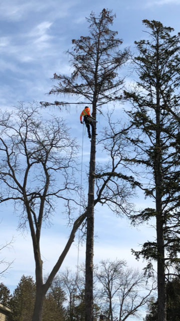 The Tree Fellers | Nottawa, ON L0M 1P0, Canada | Phone: (705) 441-2494