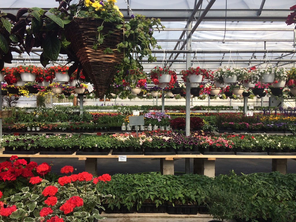 Leclerc M Greenhouses | 7014 Assiniboine Ave, Headingley, MB R4H 1C9, Canada | Phone: (204) 897-2106