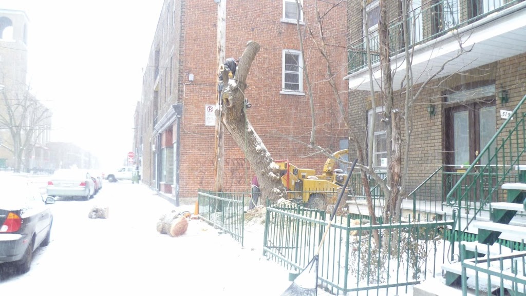 Safe-T-Tree | Rue Centrale, LaSalle, QC H8R 2J3, Canada | Phone: (514) 368-6481