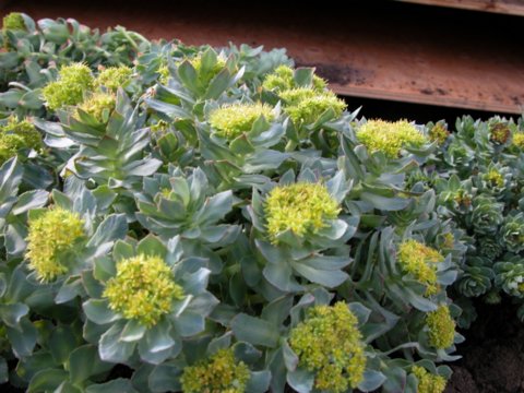 Rhodiola Growers of Canada | MOUNTAIN VIEW COUNTY RR 2 Site 14, Olds, AB T4H 1P3, Canada | Phone: (403) 650-7257