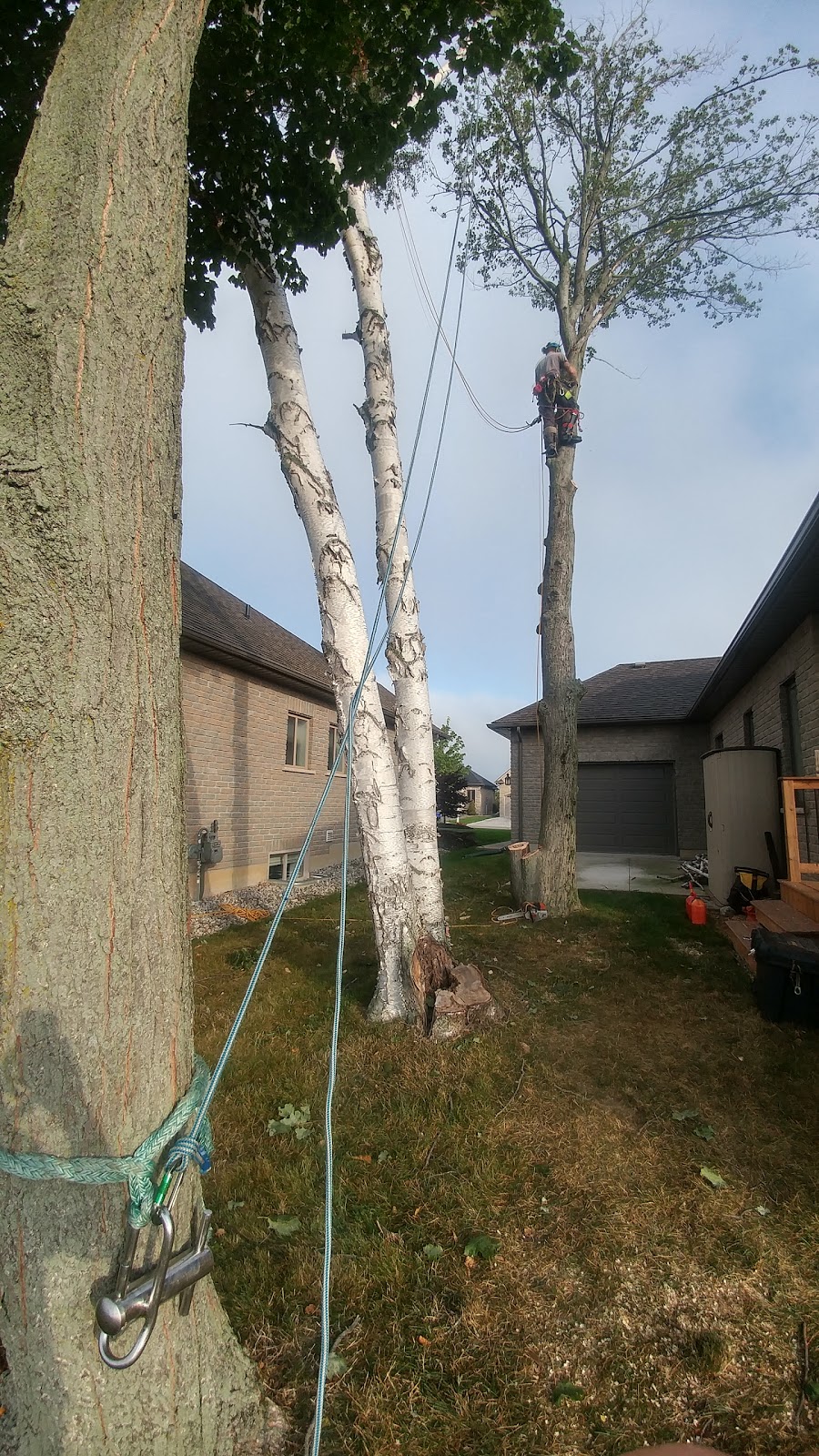 Arbor Borealis tree service | 136 Richardson Dr, Port Dover, ON N0A 1N4, Canada | Phone: (519) 909-9413