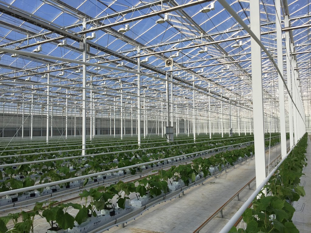 Doefs Greenhouses Ltd. | 41117 Hwy 792, Lacombe County, AB T4L 2N3, Canada | Phone: (403) 782-2704
