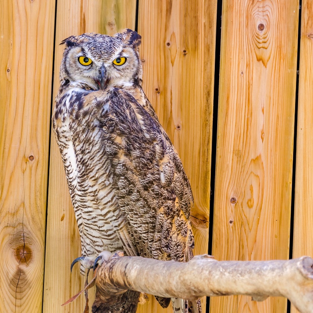 Center of Quebec Biodiversity | 1800 Avenue des Jasmins, Bécancour, QC G9H 2S2, Canada | Phone: (819) 222-5665