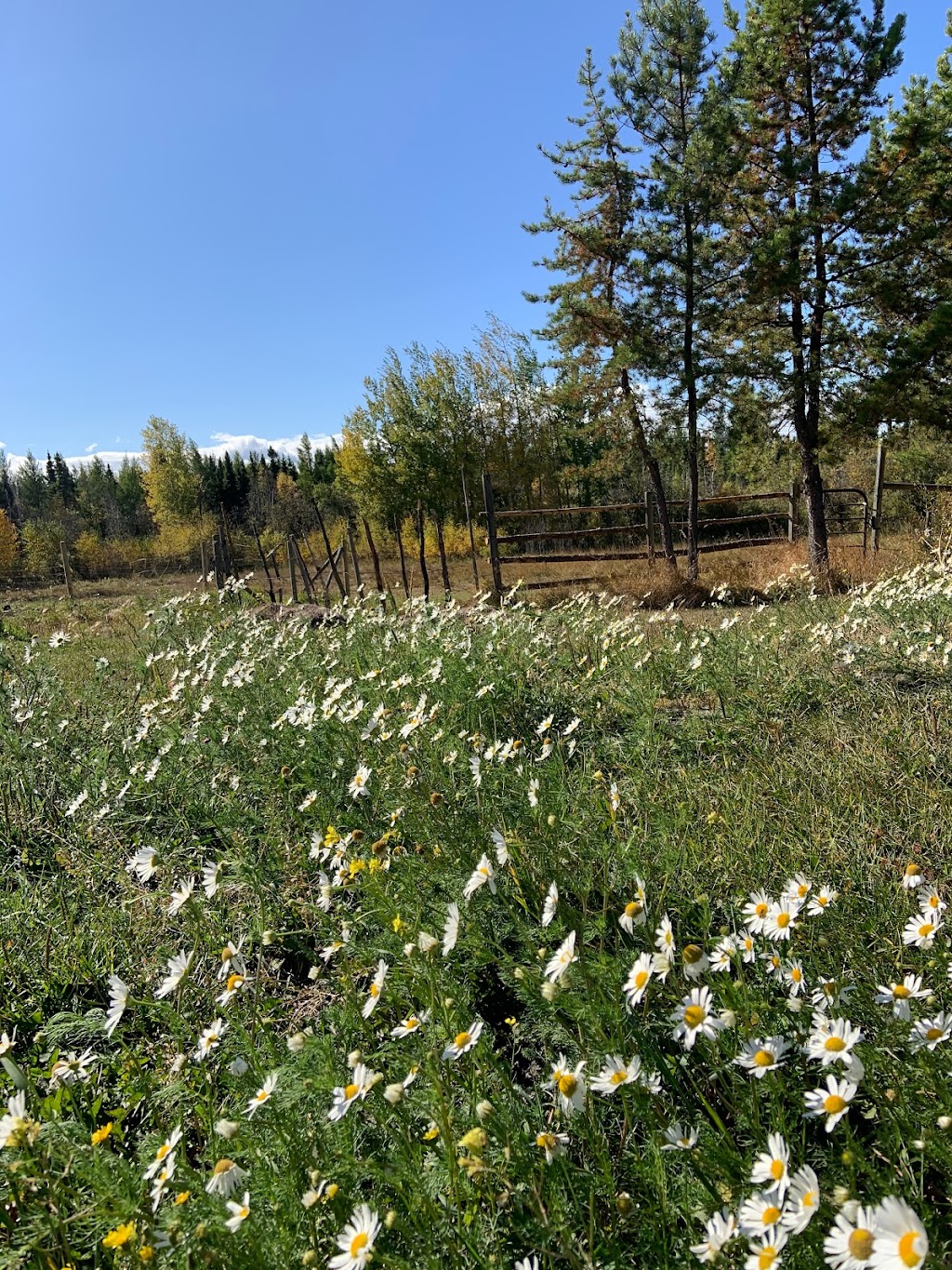 Boone Frontier Homestead & Organics | 5421 Township Rd 522, Seba Beach, AB T0E 2B0, Canada | Phone: (780) 937-7877