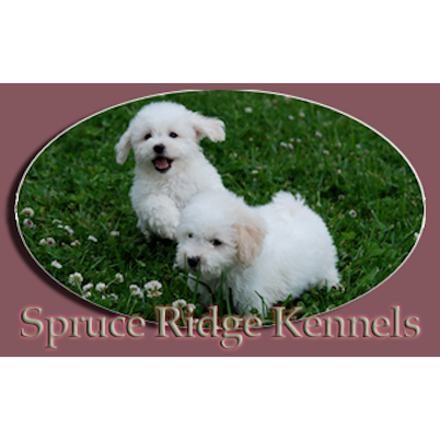 Spruce Ridge Kennels | 3969 Ament Line, Wallenstein, ON N0B 2S0, Canada | Phone: (519) 698-9918