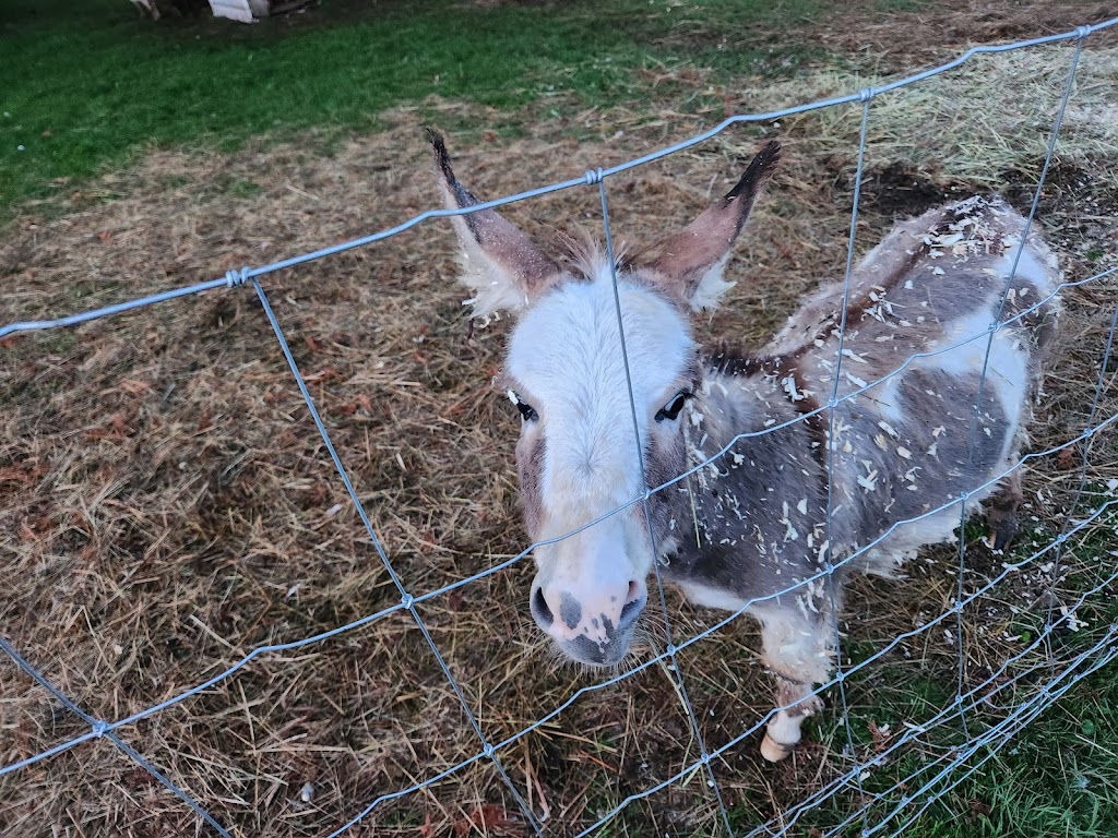 La ferme de la montagne du Nord | 3203 Chem. de Val Limoges, Mont-Laurier, QC J9L 3G6, Canada | Phone: (819) 440-7602