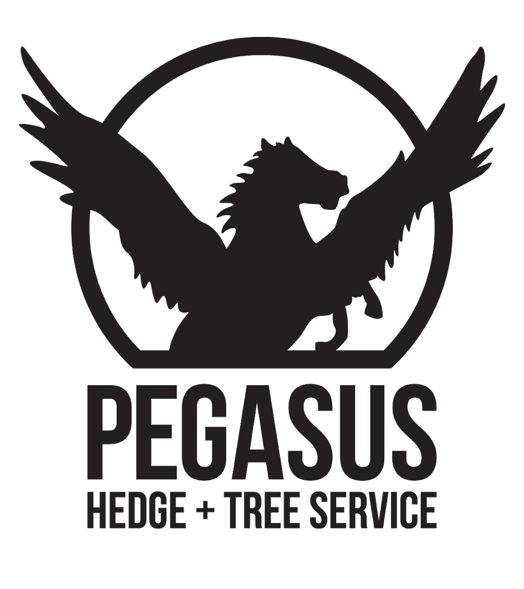 Pegasus Hedge And Tree Service Aldergrove | 26810 25 Ave, Aldergrove, BC V4W 2Y4, Canada | Phone: (778) 814-2502