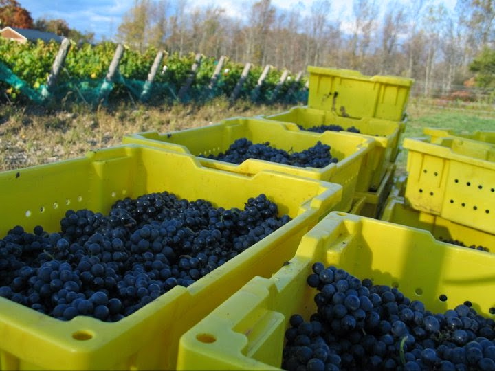 Stanners Vineyard | 76 Station Rd, Hillier, ON K0K 2J0, Canada | Phone: (613) 661-3361