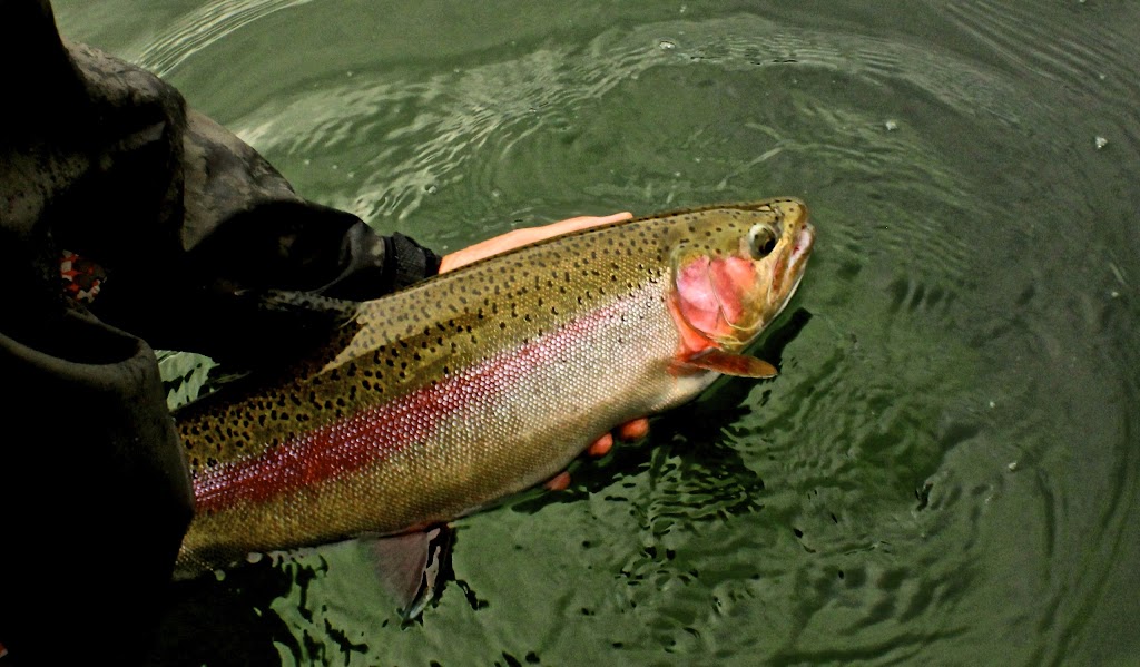 FREESTONE FLY ANGLER | GUIDING FLY FISHING TRIPS ON THE ELK AND COLUMBIA RIVERS, 100 Riverside Way, Fernie, BC V0B 1M0, Canada | Phone: (406) 672-7386