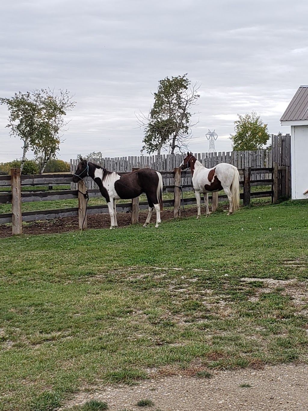 Positive Equine Stables | 36303, Range Rd 24, Red Deer County, AB T4G 0J9, Canada | Phone: (403) 848-4952