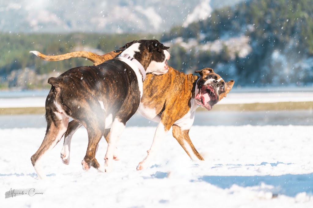 Alejandro Connor Photography | 1375 Cloudburst Dr, Whistler, BC V8E 0S1, Canada | Phone: (604) 905-9377