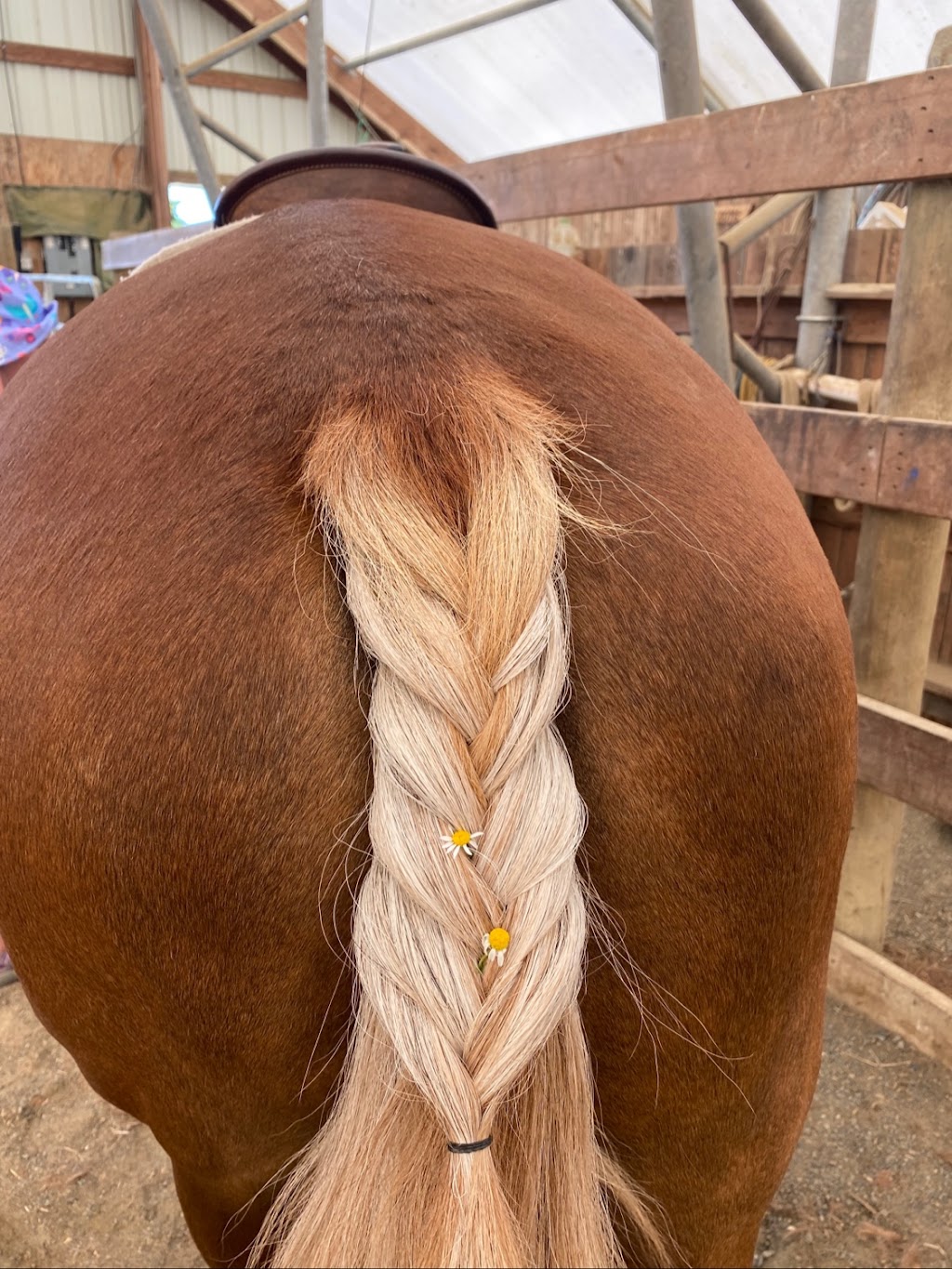 Natural Horse Styles | 3395 ponderosa way, Qualicum Beach, BC V9K 2J8, Canada | Phone: (250) 228-4933