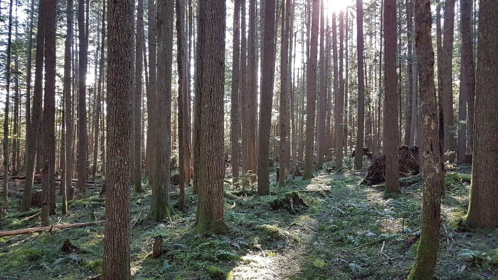 Ray Peters Trail | Squamish, BC V0N 1H0, Canada