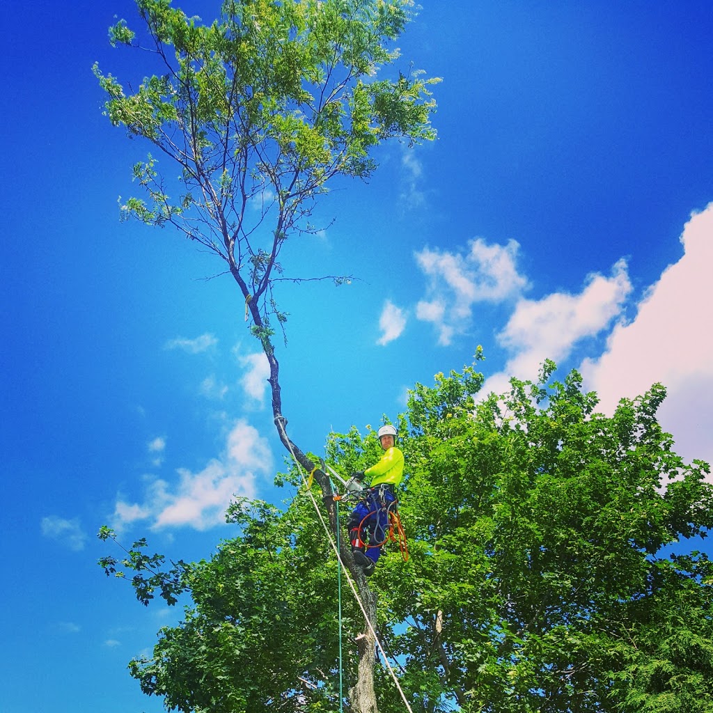 Alpine Arborist Professional Tree Care | 4 Lenarthur Ct, Aurora, ON L4G 6M2, Canada | Phone: (416) 509-2665