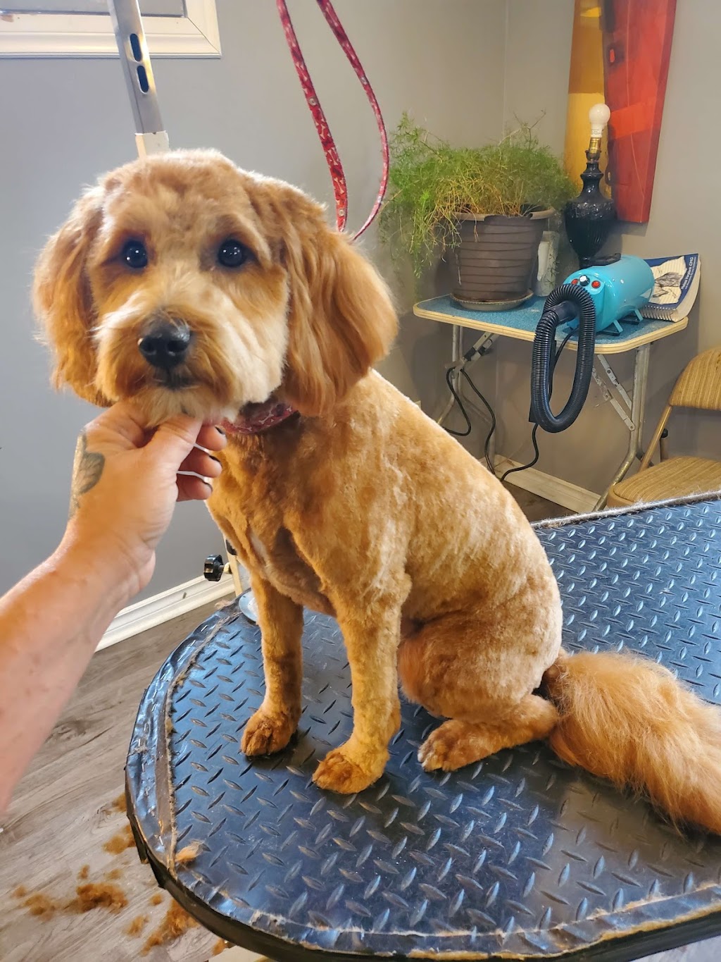 Karens Home Pet Grooming | 5 Windsor St, Kingston, ON K7M 4K4, Canada | Phone: (613) 329-7528