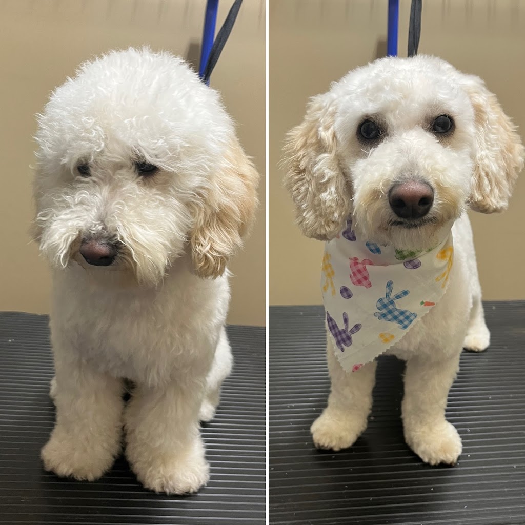 Cindy’s Place Small Dog Grooming | 20 Abbey Ln, Steinbach, MB R5G 2K2, Canada | Phone: (204) 380-3369