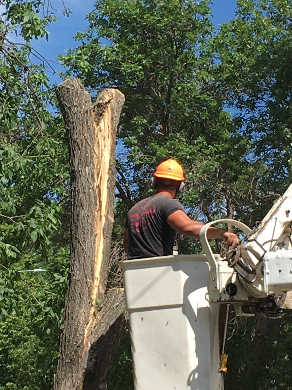 A-1 Tree Service | 1009 Carleton St, Moose Jaw, SK S6H 3A3, Canada | Phone: (306) 692-6701