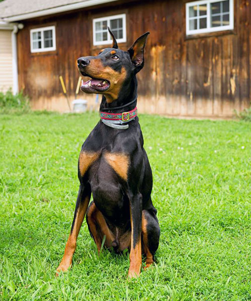 Doberman Rescue | 10911 ON-9, Caledon, ON L7E 0G5, Canada | Phone: (416) 562-5019