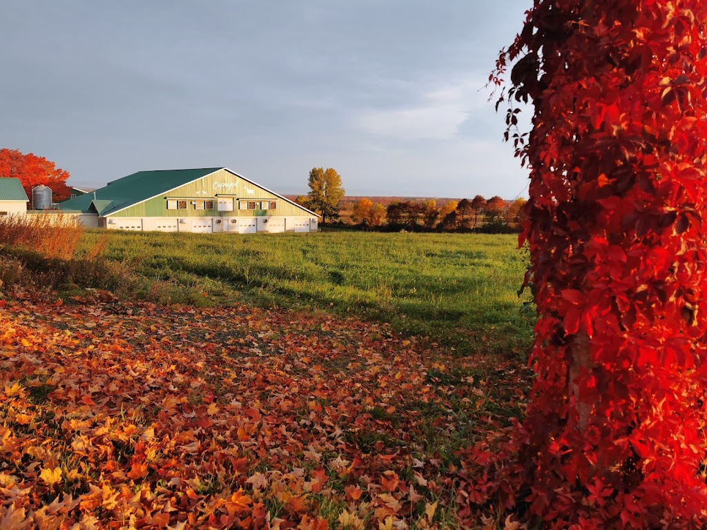 Ferme Caprijol Inc. | 184 1er Rang O, Saint-Gervais, QC G0R 3C0, Canada | Phone: (418) 887-6799