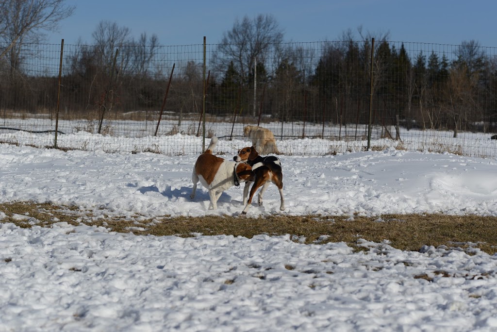 Thousand Islands Dog Resort | 1490 2, Kingston, ON K7L 4V1, Canada | Phone: (613) 546-6414