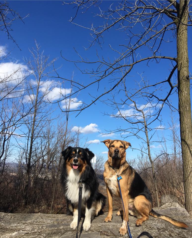 Tail Waggerz-Dog Walking and Cat Sitting | 3015 Cockshutt Rd, Waterford, ON N0E 1Y0, Canada | Phone: (519) 304-1300